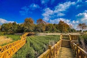 2022年12月11日千里走宁海-桑洲站：三郎牌年糕汤重现江湖（报名即可参群内抽奖）