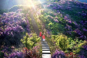 绿色长征四十三站|2024年4月14日金峨山杜鹃林环线 火爆报名中