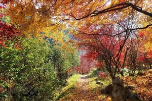 绿色长征五十二站|2024年12月15日徒步“黄金古道”，登顶奉化第一高峰，赏最美秋色 火爆报名中