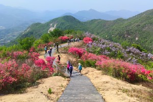 【特惠99-户外行摄】4.25 麻城吊桥沟徒步+赏万亩高山杜鹃/紫藤花海