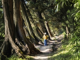 【五一●古蜀道徒步】5.1-5大巴or火车：千年古道，对话翠云廊 | 一条路，读懂半部中国史