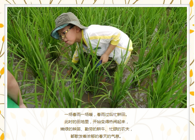 春耕物语-水稻种植体验课,追寻乡野气息