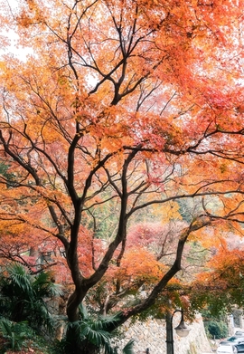 37516a0293f0fe3b89ac3de2787fd9f7-sz_591131