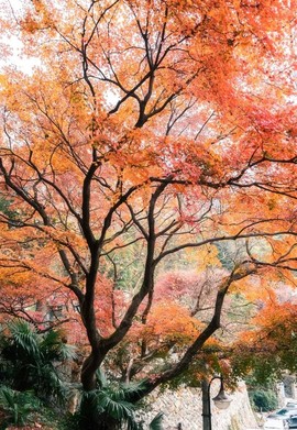 37516a0293f0fe3b89ac3de2787fd9f7-sz_591131