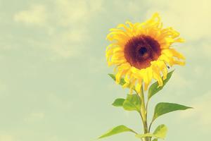 新的商品---加油