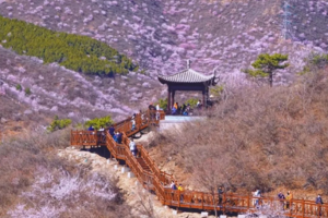 【3.29周日 / 4.2周四】昌平1日游：西峪隐藏桃花海-橡树谷木栈道-网红书咖-1983创意园