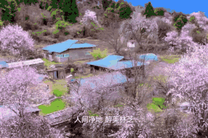 【4.2-9】藏东桃花行摄8日多线组合：波密桃花沟、索松村、雅鲁藏布大峡谷、南迦巴瓦、然乌湖、米堆冰川、米林、工布、墨脱