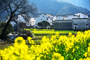 【3月20-27】江西好春光8日漫游：望仙谷+葛仙村+龟峰卧佛+三清山+婺源花海+瓷都景德镇+瑶里古镇+察关村老农牵牛