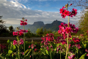 【5.23-31】幸运花开凉山奇峡9日游-转转花、金口河大峡谷、大瓦山湿地，西昌古城、螺髻山、邛海湿地、碧峰峡
