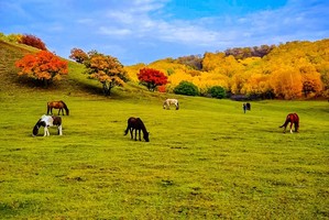 10月4号余位6！国庆3天【乌兰布统】早上出发+开启草原奇遇+金秋乌兰布统+坝上草原风光+水墨画王国+越野车深入腹地行摄