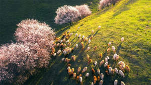 6人小车团【大海道杏花8日】大海道+吐尔根杏花+大西沟杏花谷+赛里木湖+那拉提+翼龙大峡谷+库木塔格沙漠+六星街+吐峪沟