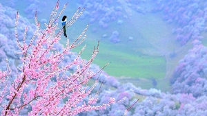 【天山之春8日】天山花海+那拉提冰花+吐尔根/大西沟杏花+独山子大峡谷+恰西森林公园+赛里木湖+木特塔尔沙漠+古法冰淇淋