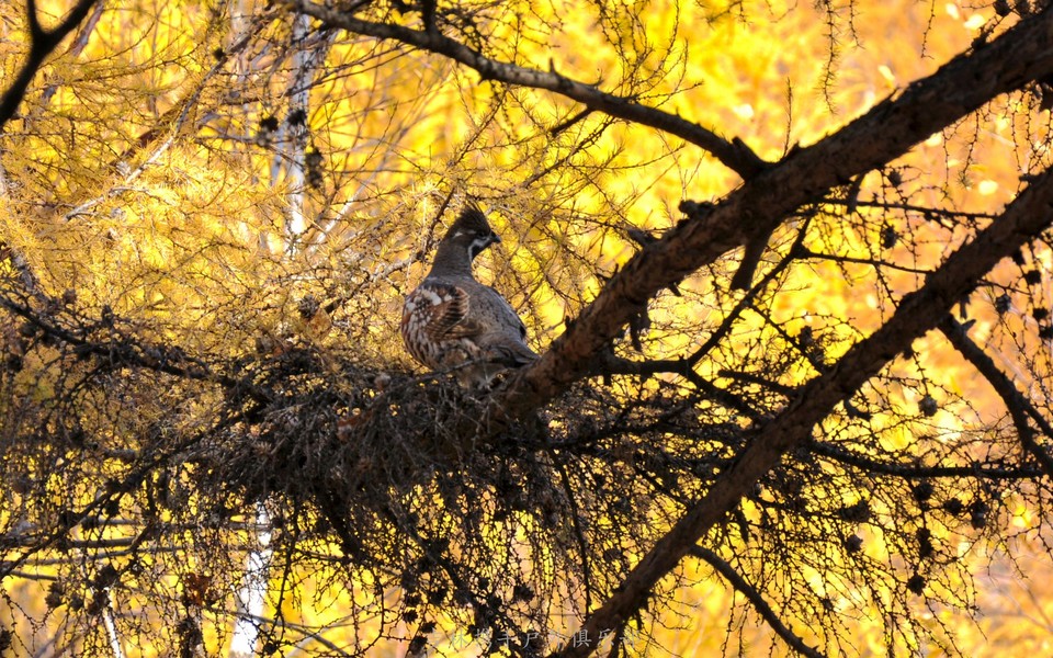 老黑山【五大连池】 (36).jpg
