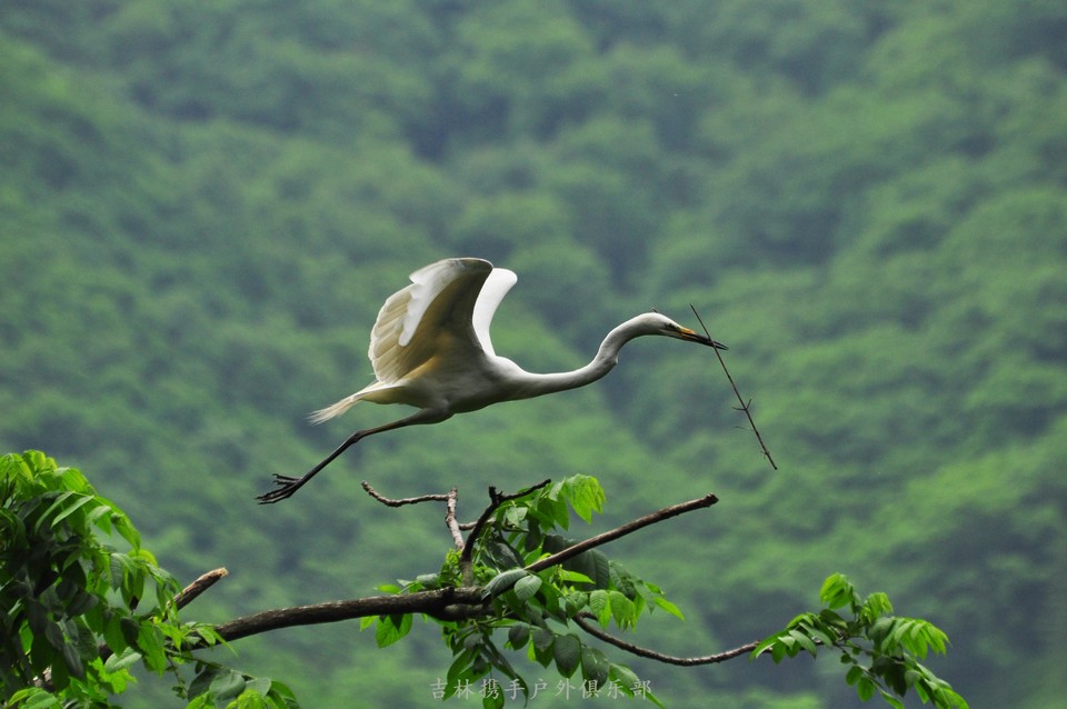 白鹭 (4).jpg