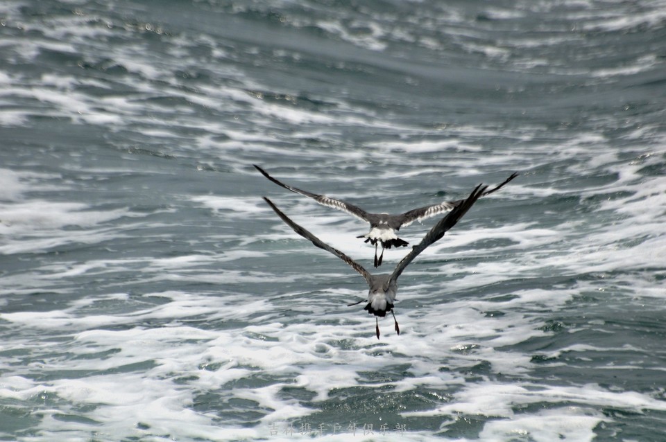 海鸥 (7).jpg