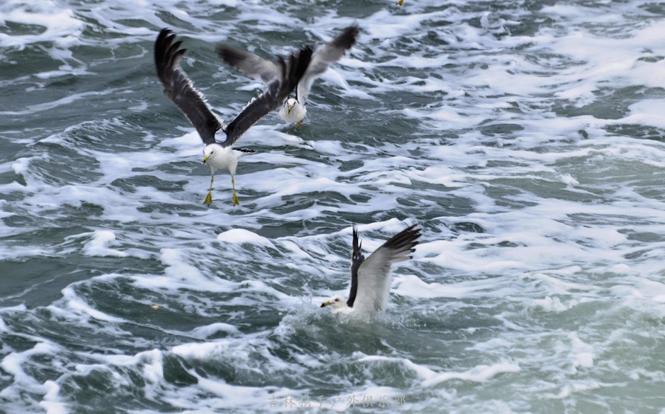 海鸥 (8).jpg