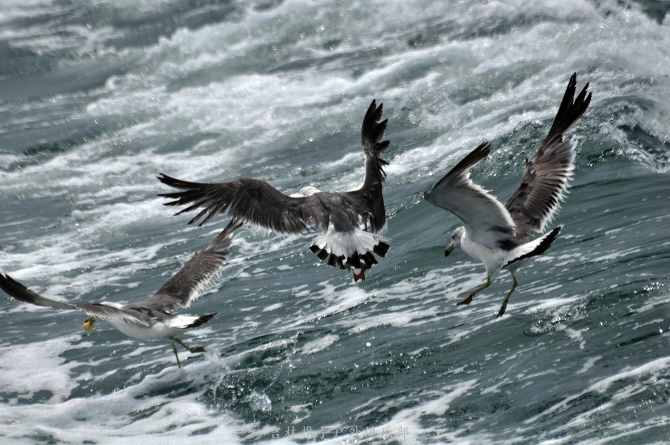 海鸥 (12).jpg