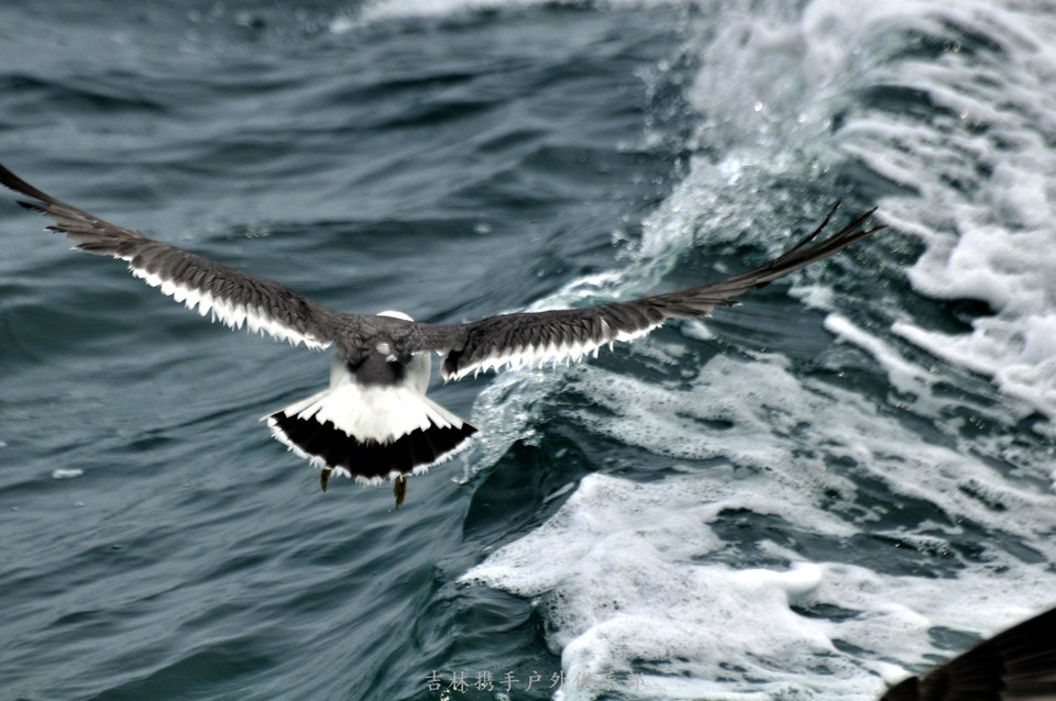 海鸥 (18).jpg