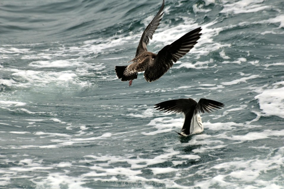 海鸥 (19).jpg