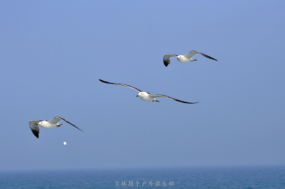 海鸥 (42).jpg