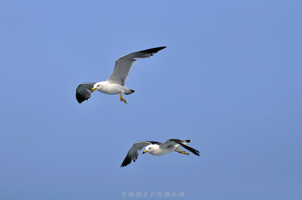海鸥 (44).jpg