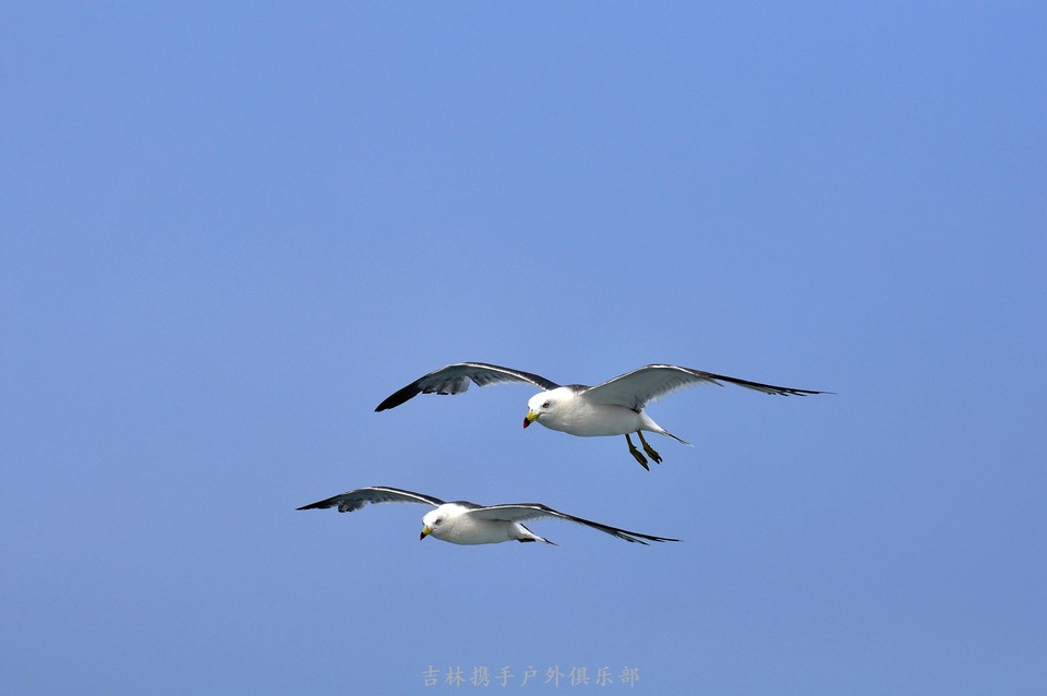 海鸥 (45).jpg