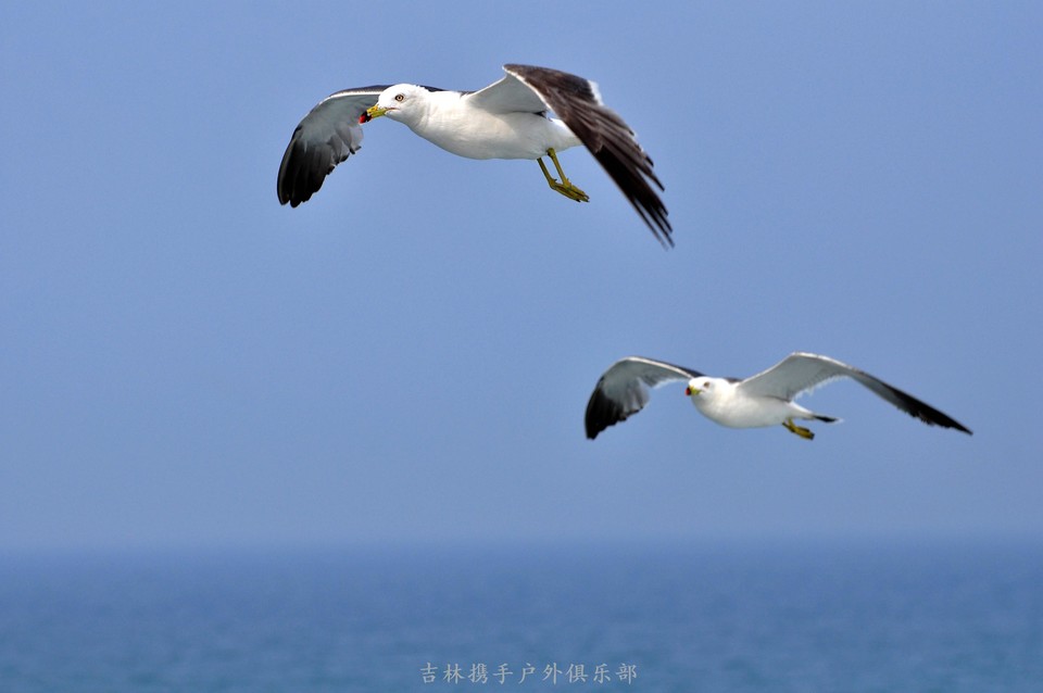 海鸥 (49).jpg