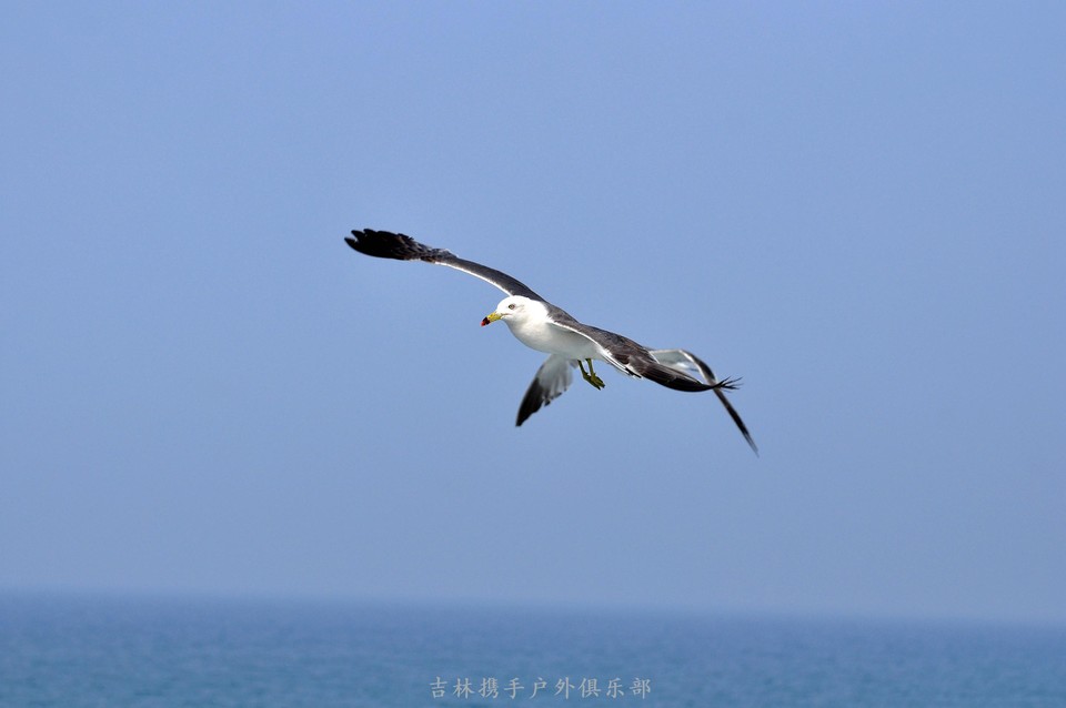 海鸥 (56).jpg