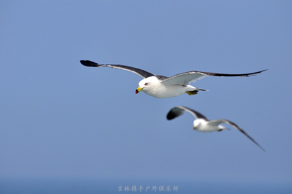 海鸥 (59).jpg