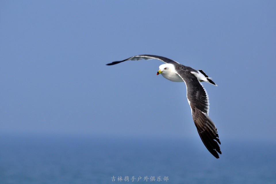 海鸥 (60).jpg