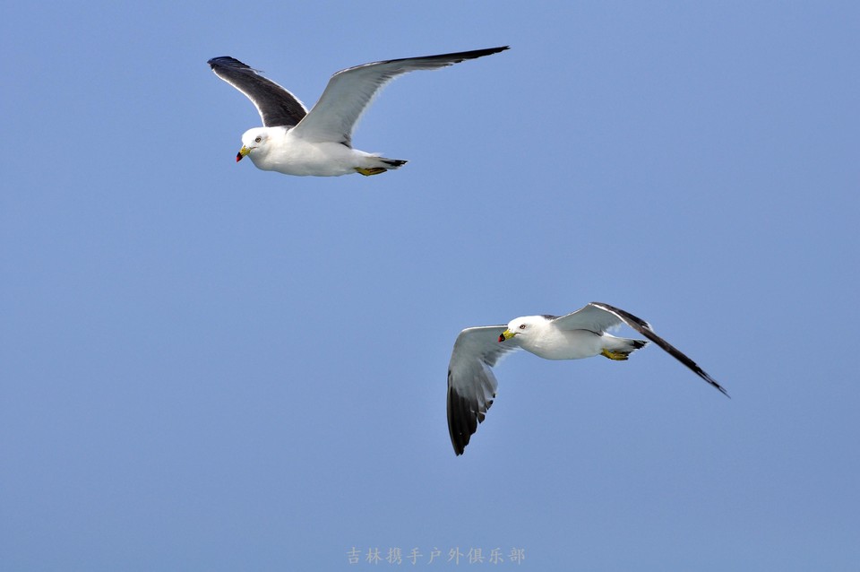海鸥 (61).jpg