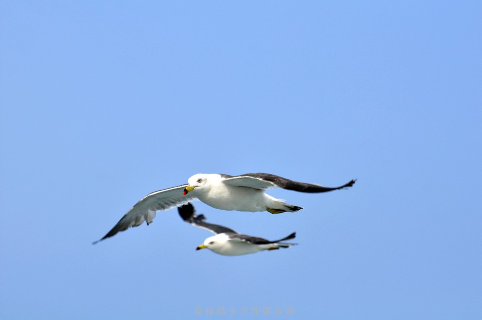 海鸥 (69).jpg