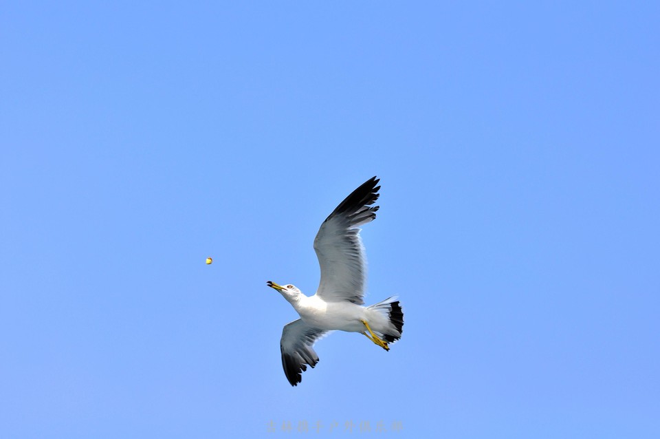海鸥 (75).jpg