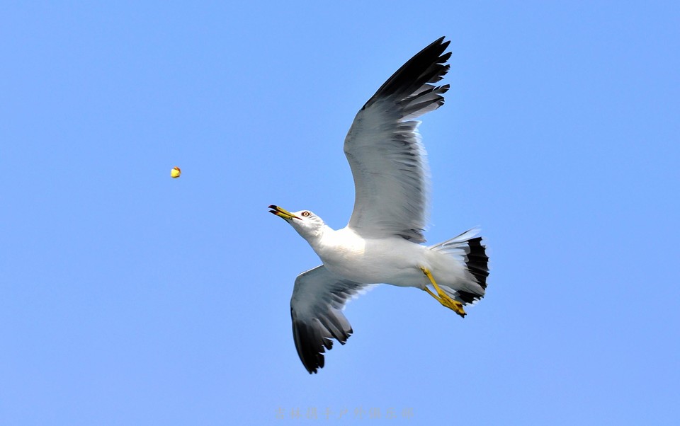 海鸥 (76).jpg