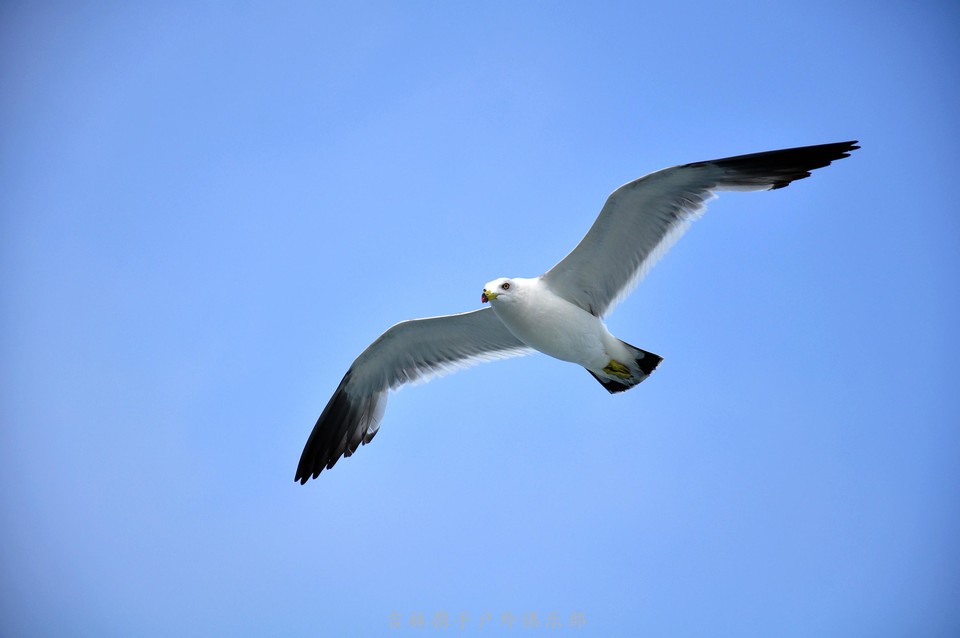 海鸥 (81).jpg
