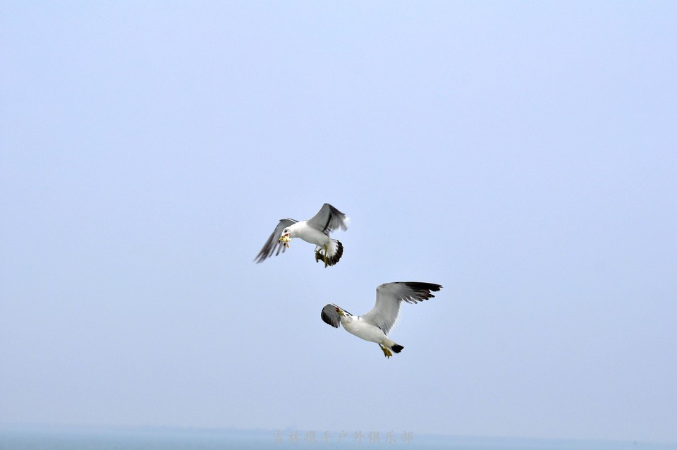 海鸥 (90).jpg