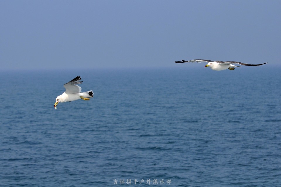 海鸥 (102).jpg