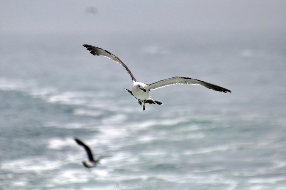 海鸥 (104).jpg
