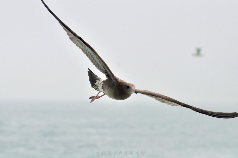 海鸥 (108).jpg