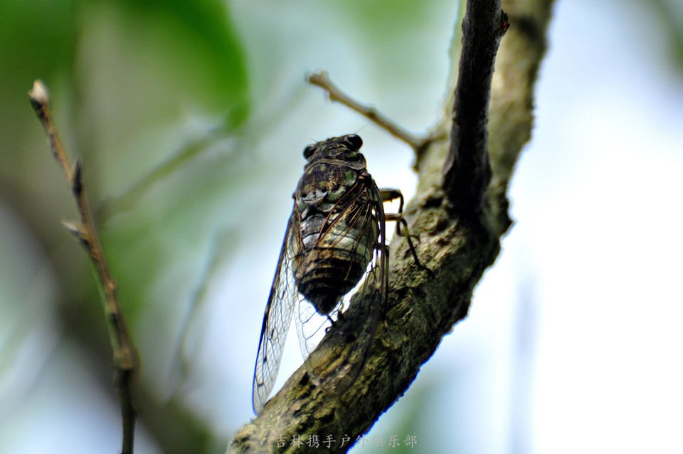 知了 (4).jpg