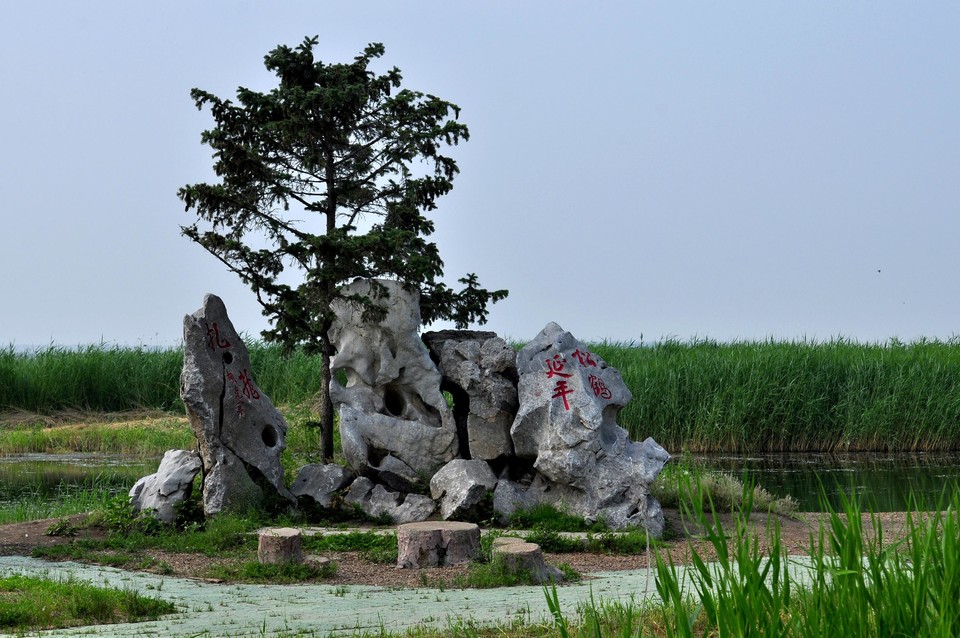 扎龙湿地 (4).jpg