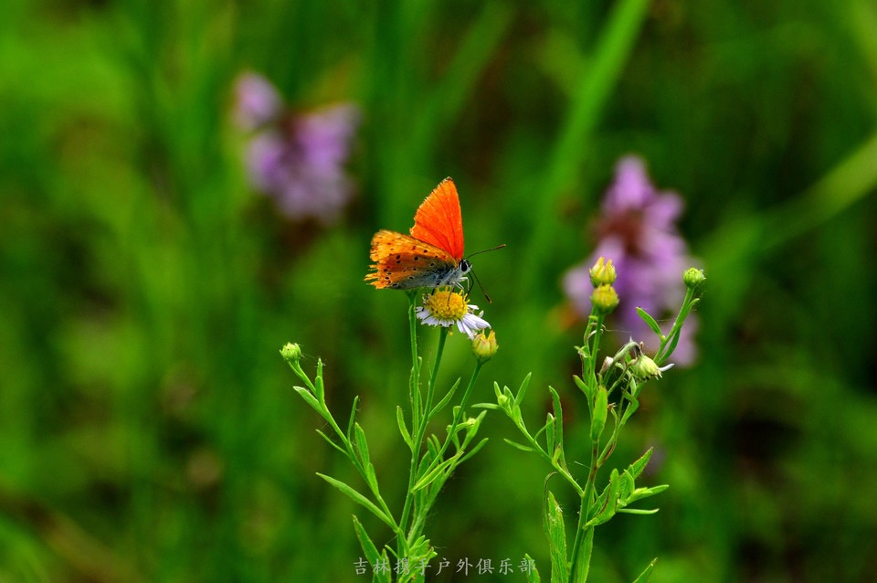 扎龙湿地 (10).jpg