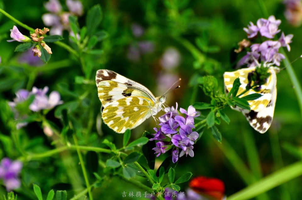 扎龙湿地 (11).jpg