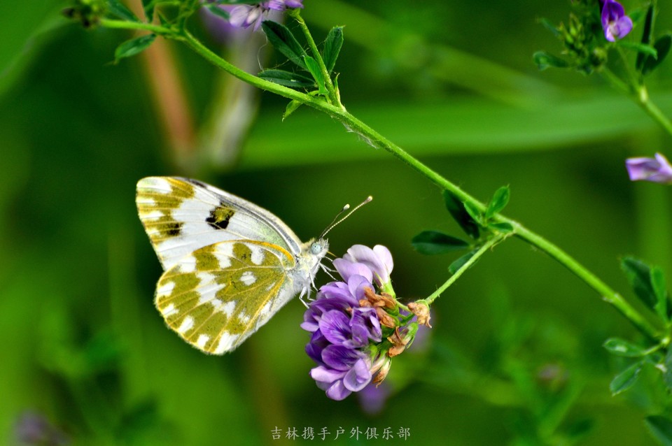 扎龙湿地 (12).jpg