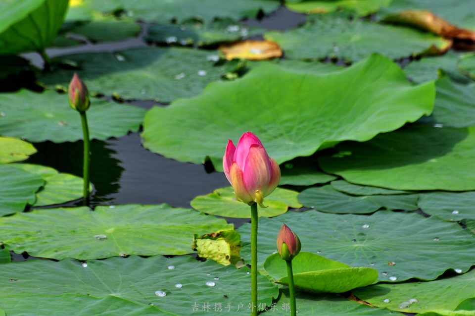 扎龙湿地 (13).jpg