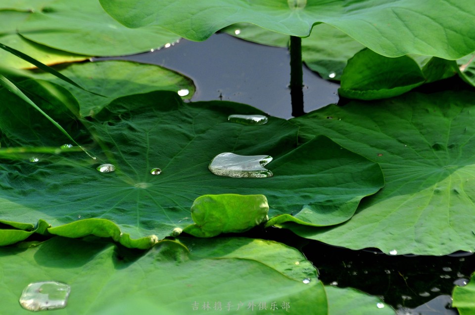 扎龙湿地 (14).jpg