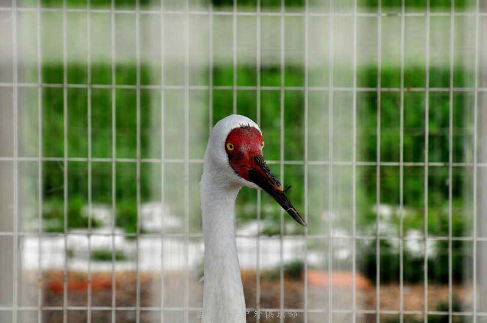 扎龙湿地 (16).jpg