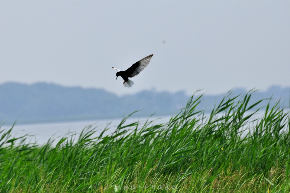 扎龙湿地 (17).jpg