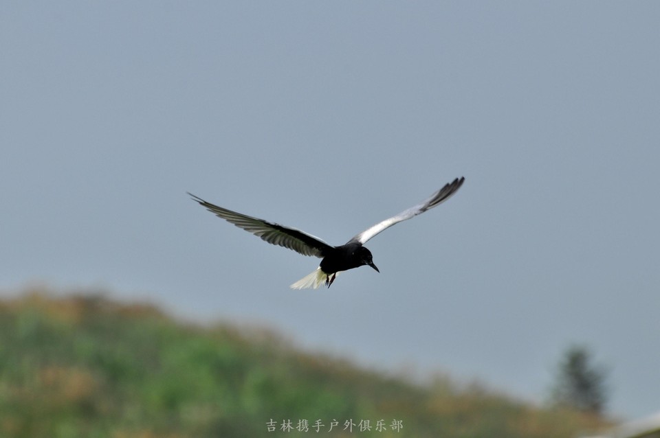 扎龙湿地 (19).jpg