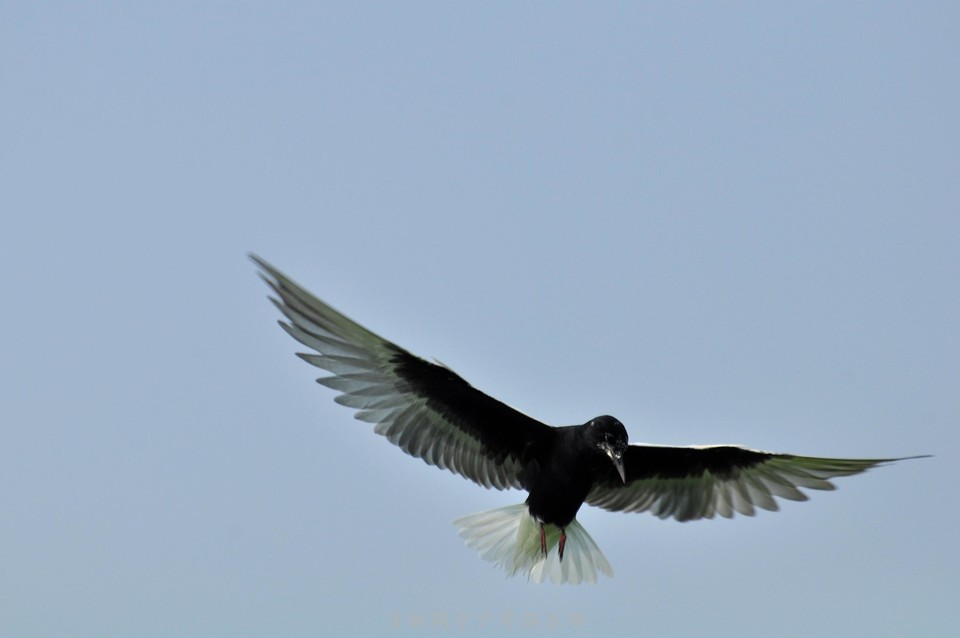 扎龙湿地 (21).jpg